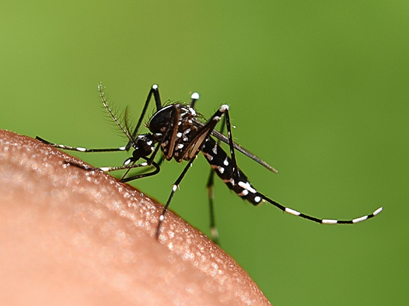 L’eau stagnante favorise la prolifération des moustiques, attention aux gouttières non entretenues eau stagnante dans une gouttière, terrain propice aux larves de moustiques