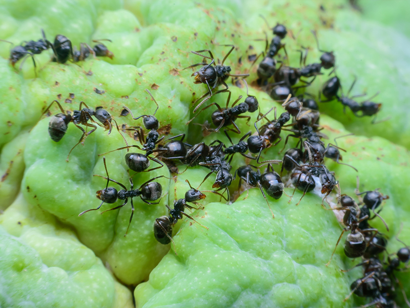 gel-insecticide-fourmis Application ciblée de gel anti-fourmis dans une fissure murale