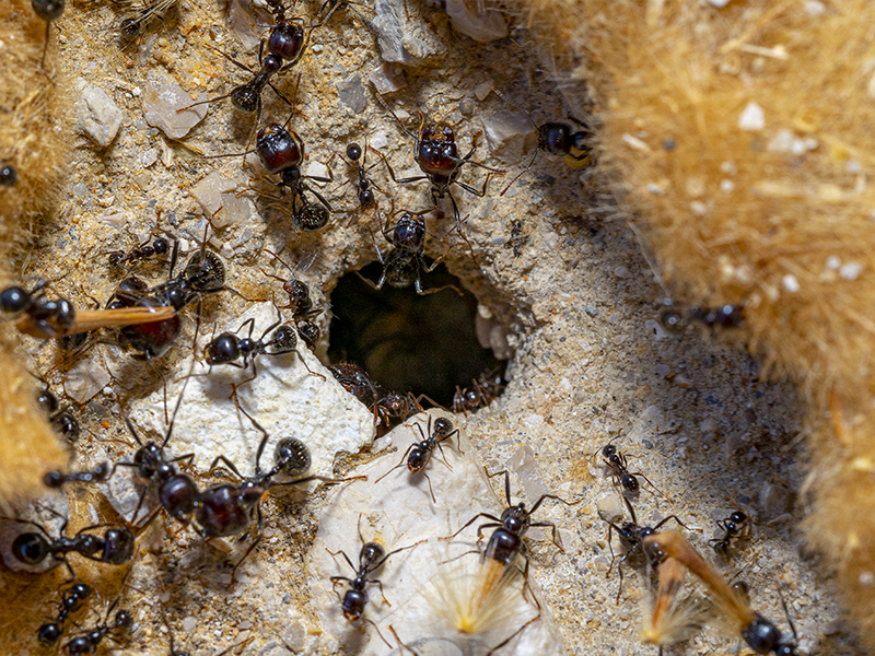 nid-fourmis-jardin-vaucluse Nid de fourmis détecté sous des pierres de terrasse dans un jardin