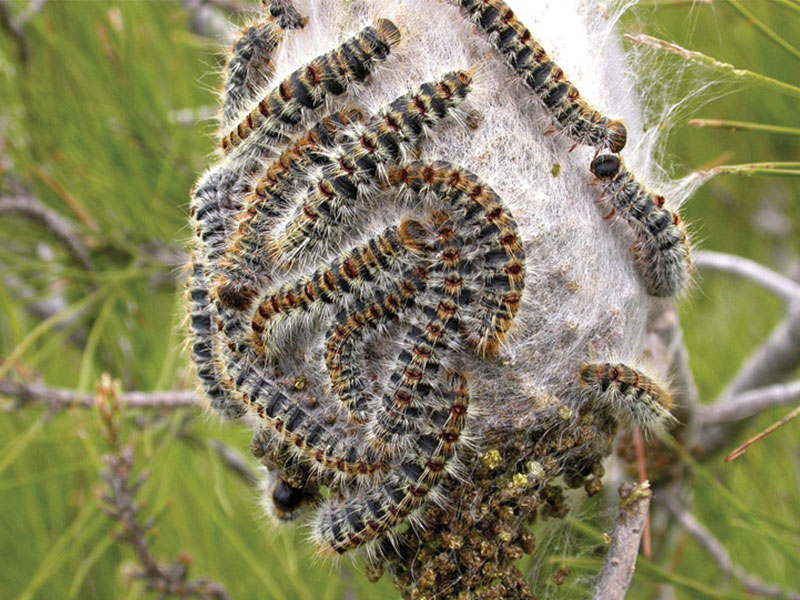 nid-chenille Nid de chenilles processionnaires installé dans un pin