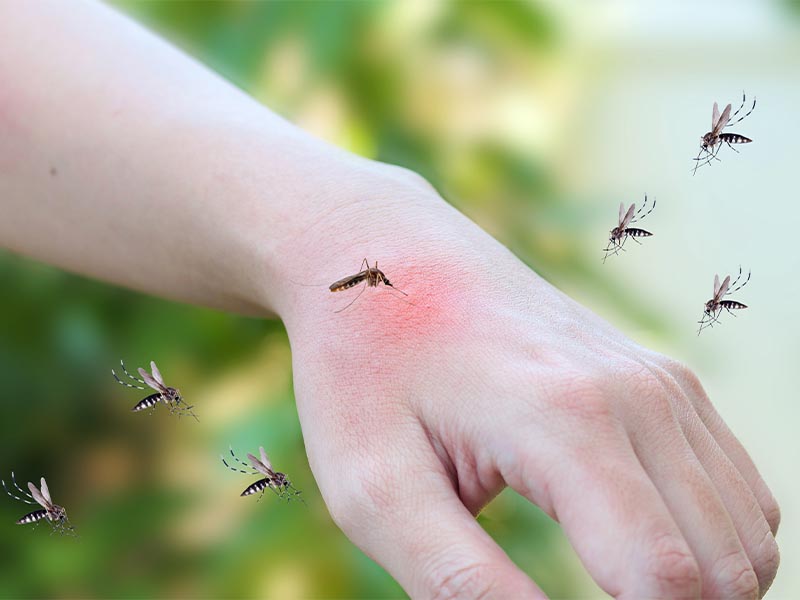 Infestation souris à Orange