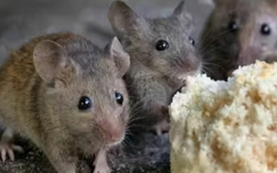 Comment prévenir une infestation de souris ?