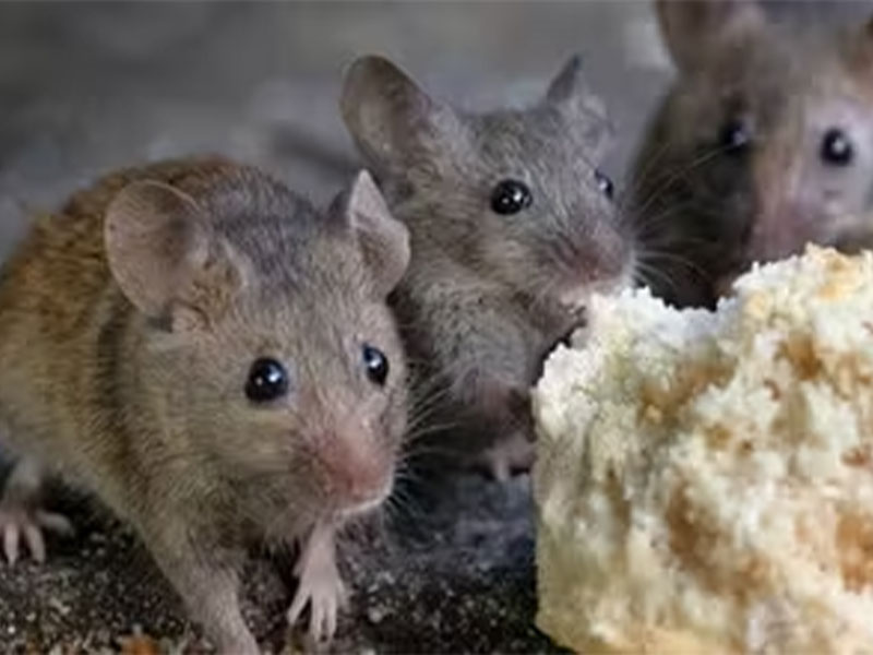 Comment prévenir une infestation de souris ?