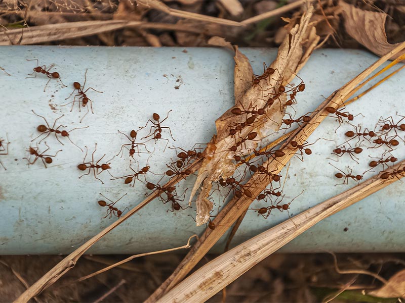 Traitement anti souris Védène