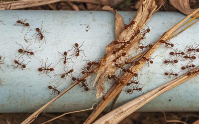 Histoires locales : les grandes invasions d’insectes en Vaucluse