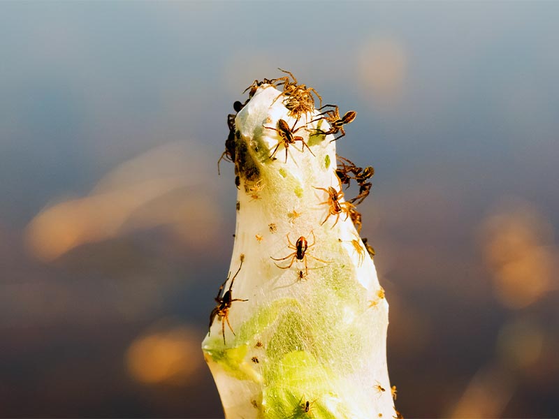 Infestation souris à Orange