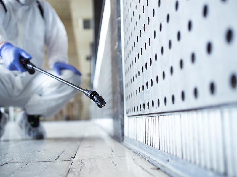 Infestation souris à Orange