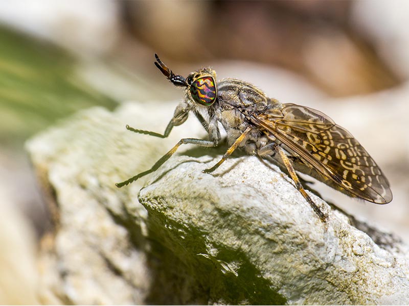 Traitement anti souris Védène