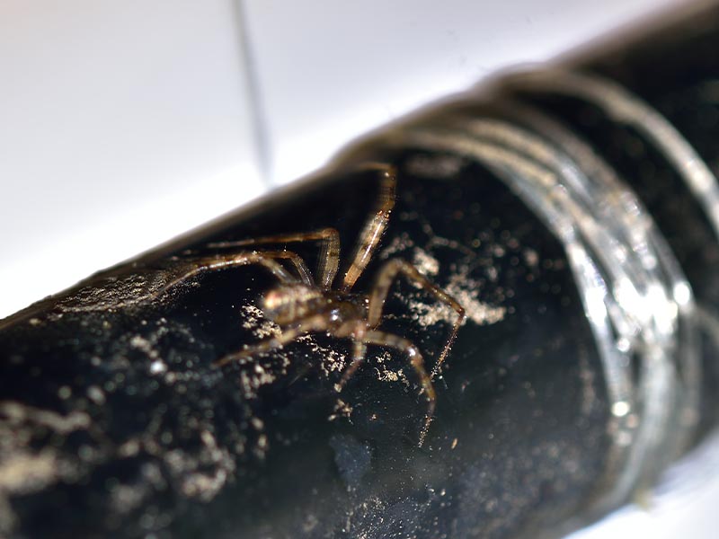 Traitement anti souris Védène