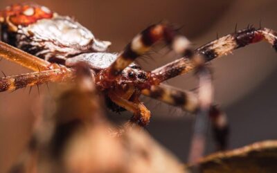 Petites bêtes, grandes peurs : psychologie des nuisibles chez les habitants