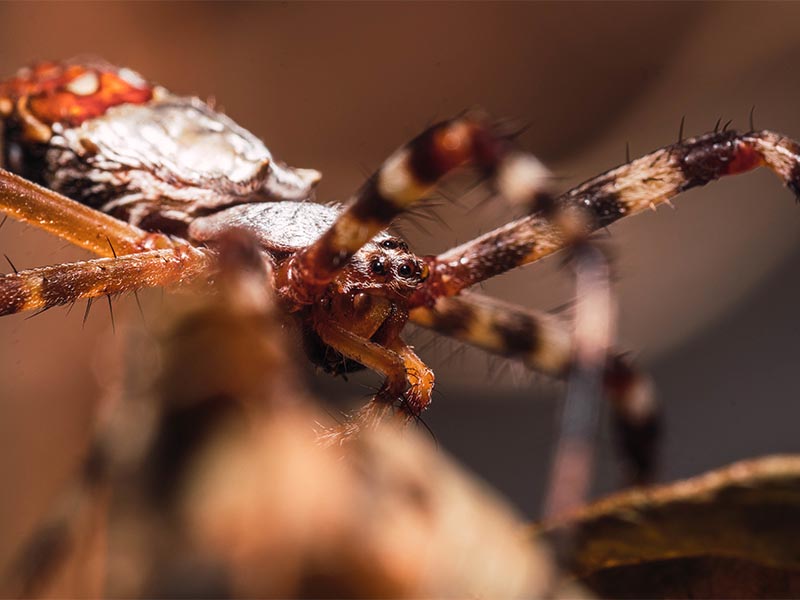 Infestation souris à Orange