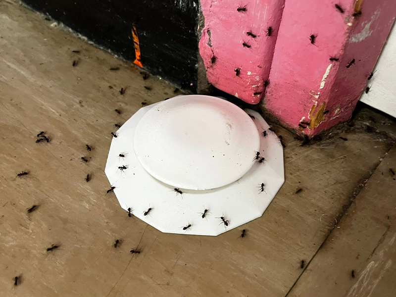 Traitement-contre-les-fourmis