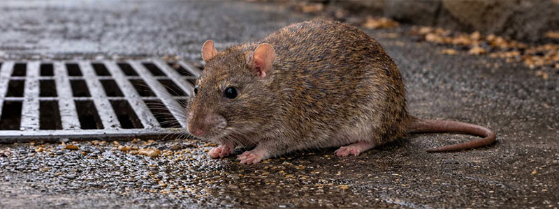 Rat-Brun
