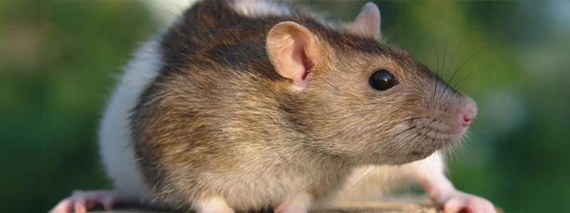 Rat-Domestique