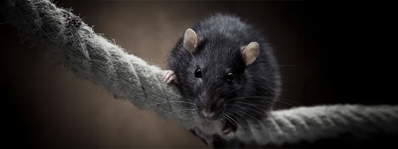 Rat-noir